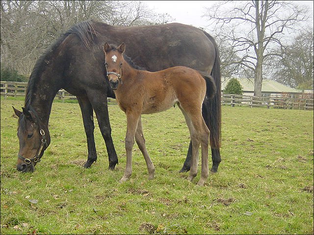 Vizean second at Yarmouth