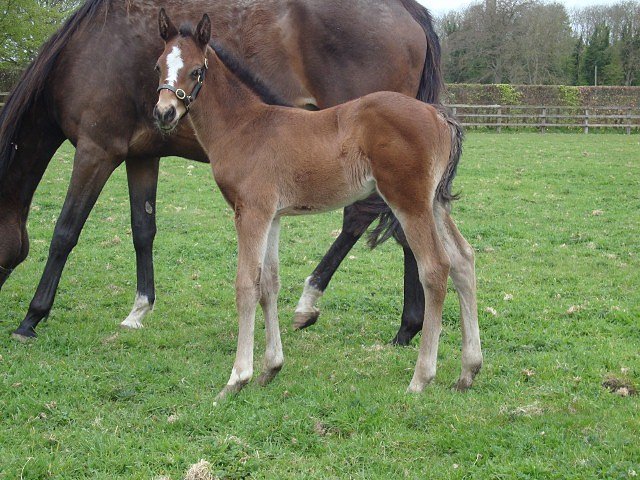 Whiskey Sour wins at Naas