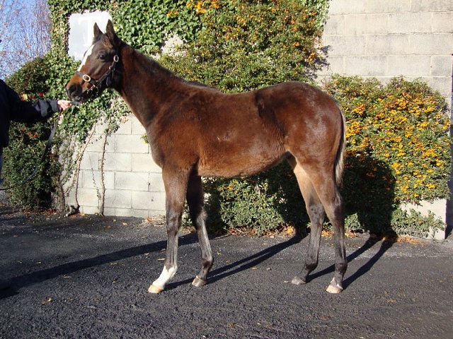 Whiskey Sour third at Dundalk
