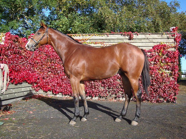 Windfast third in Group 3