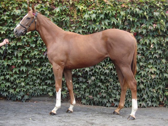 Windracer wins at Arlington International on 8th August 2020