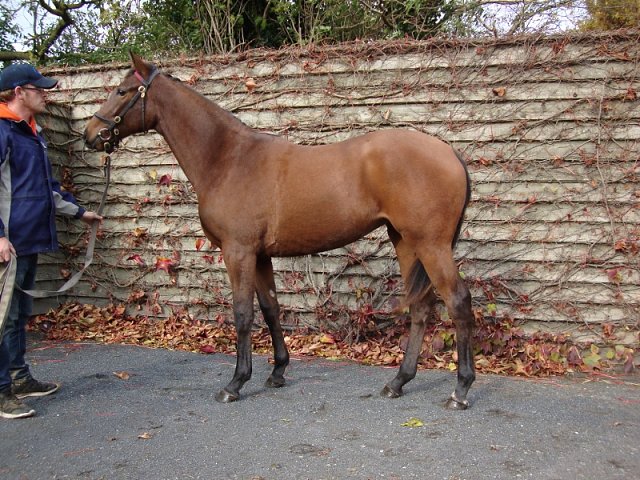 Wise Judgement second on racecourse debut at Beverley on 16th September 2020