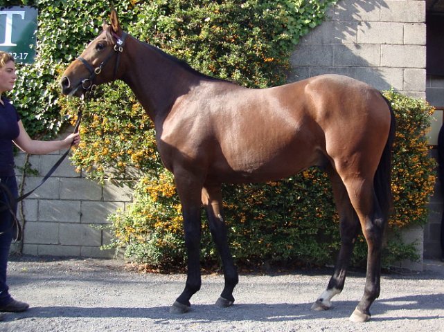Wolfcatcherjack wins at Wolverhampton