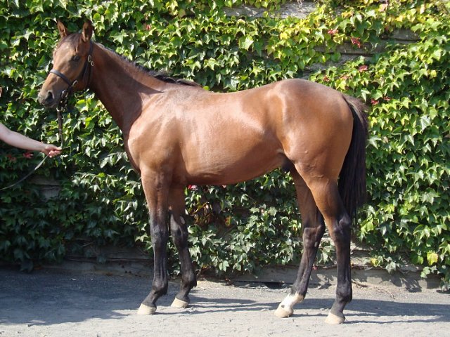 Wolfcatcherjack wins at Wolverhampton