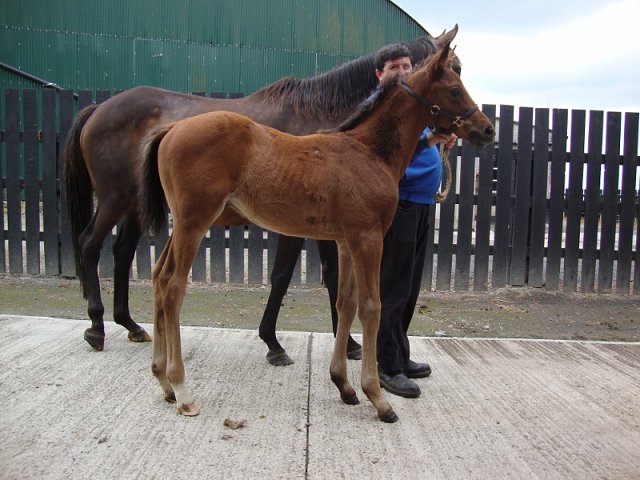 Wolfcatcherjack second at Catterick