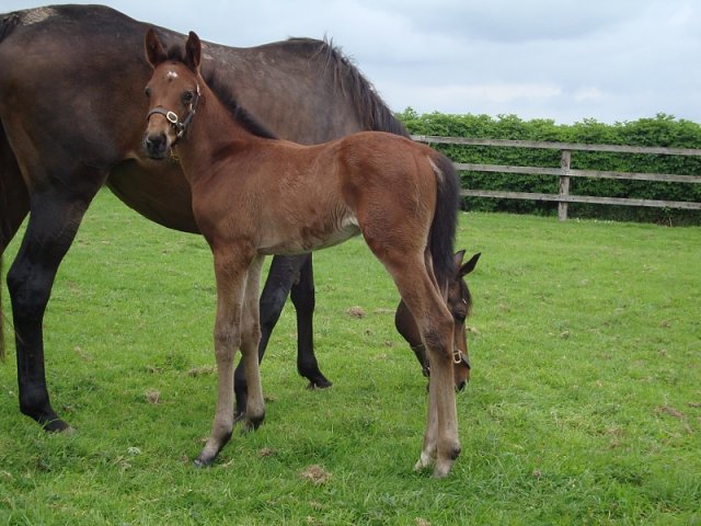 Wolfcatcherjack second at Catterick