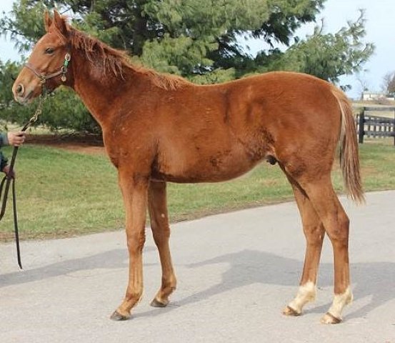 Yourdecisionotmine second at Arlington on 11th August 2019