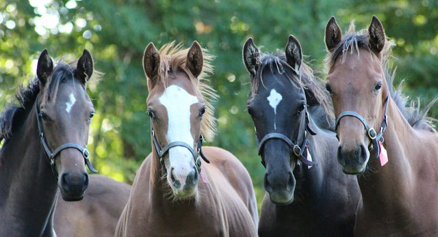 Yearlings prepped for sales at Kilmacreddock