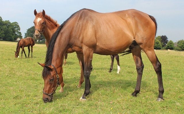 Discreet Brief Frankel