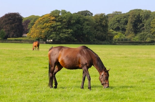 Mares
