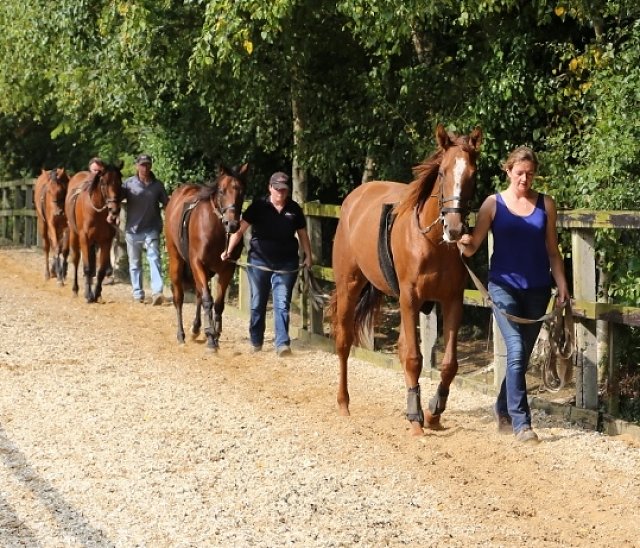Kilmacredock Stud