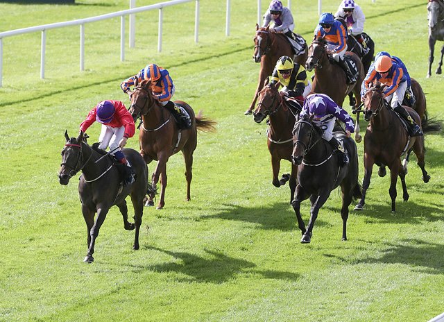 skitterscattermoyglarestudstakes2018carolinenorris_1537872062.jpg