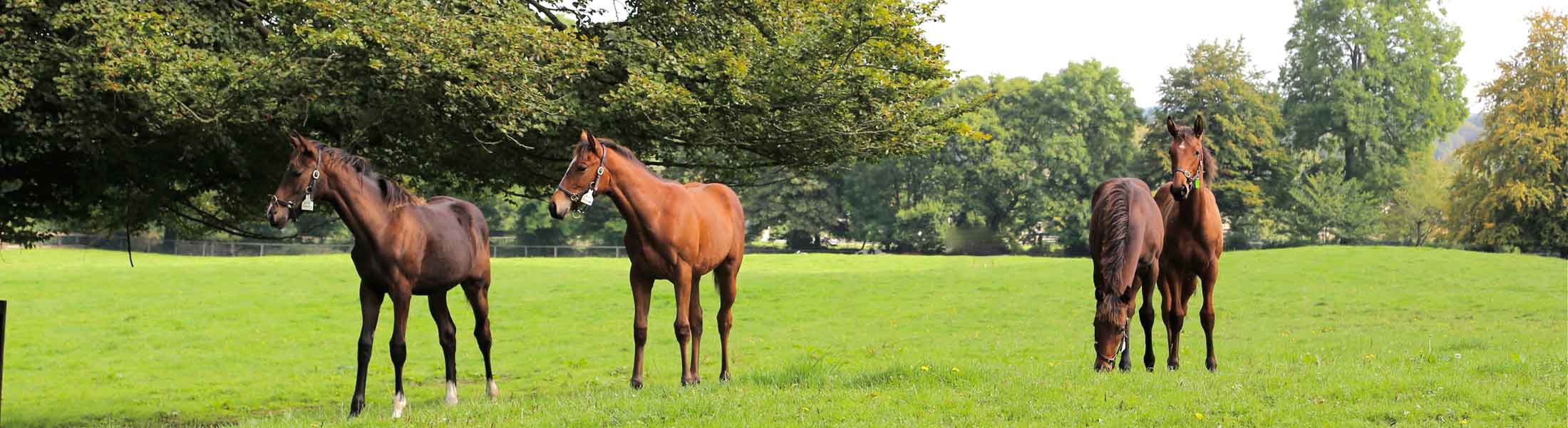 Airlie Stud, Maynooth, Co. Kildare, Ireland