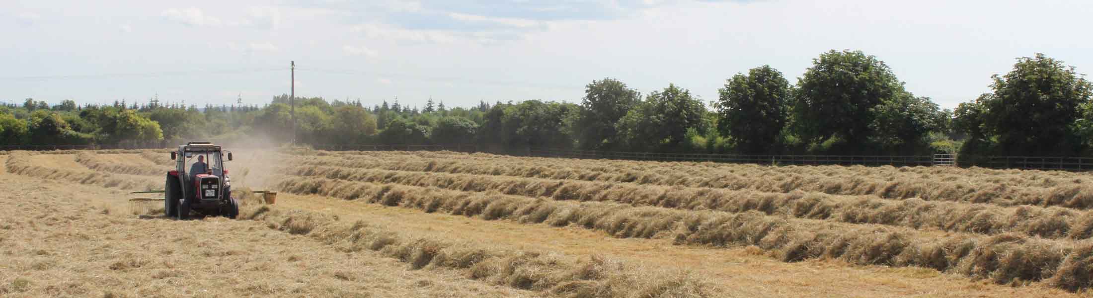 Airlie Stud, Maynooth, Co. Kildare, Ireland
